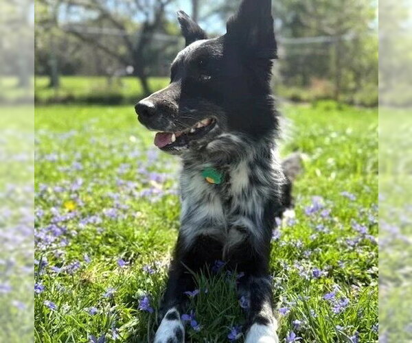 Medium Photo #2 Border Collie-Unknown Mix Puppy For Sale in Dublin, OH, USA