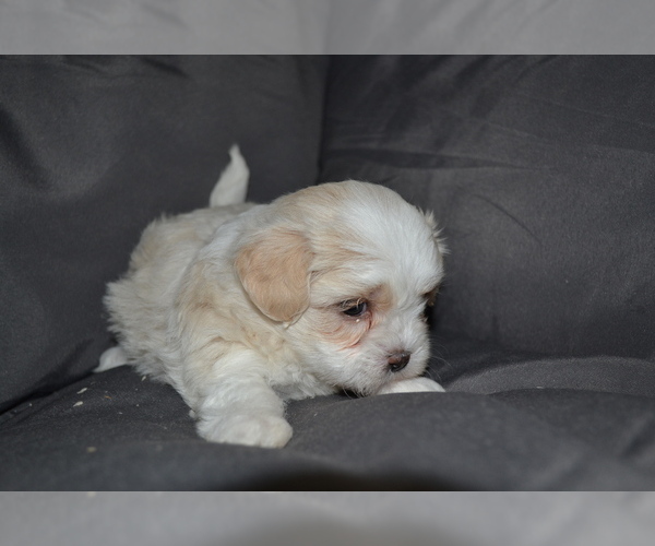 Medium Photo #3 Mal-Shi Puppy For Sale in GREENWOOD, WI, USA