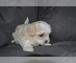 Small #2 Mal-Shi