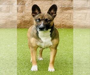 Siberian Husky-Unknown Mix Dogs for adoption in Derwood, MD, USA