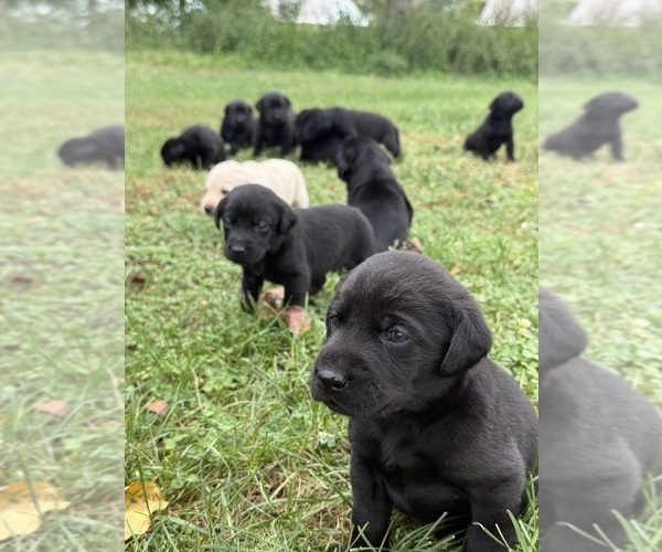 Medium Photo #5 Labrador Retriever Puppy For Sale in SIOUX CENTER, IA, USA