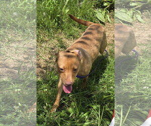 Valentine - Female Chihuahua-Labrador Retriever Mix Dog for Adoption - Photo #4