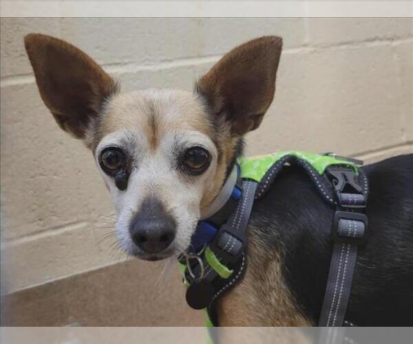 Medium Photo #3 Chihuahua-Unknown Mix Puppy For Sale in Martinez, CA, USA