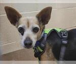 Small #2 Chihuahua Mix