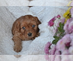 Small #3 Cavapoo