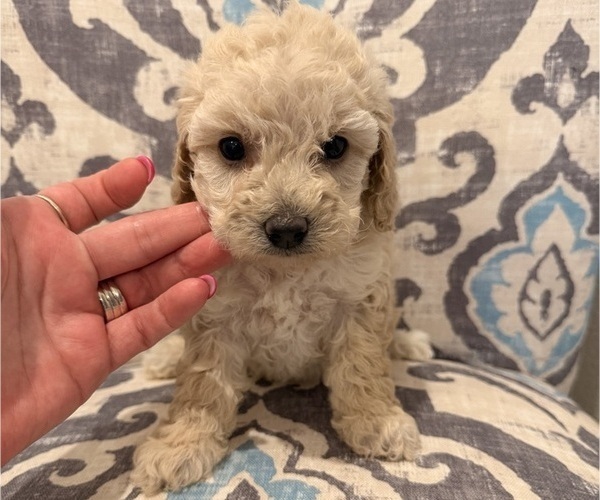 Medium Photo #4 Poodle (Toy) Puppy For Sale in EXCELSIOR SPRINGS, MO, USA
