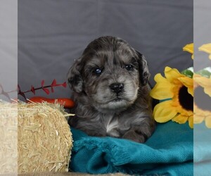 Cavapoo Puppy for sale in SUNBURY, PA, USA