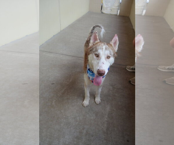 Medium Photo #2 Siberian Husky-Unknown Mix Puppy For Sale in McKinney, TX, USA