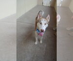 Small #1 Siberian Husky Mix