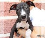 Small #5 Mutt