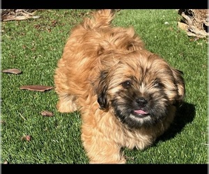 Shih-Poo Puppy for sale in HESPERIA, CA, USA