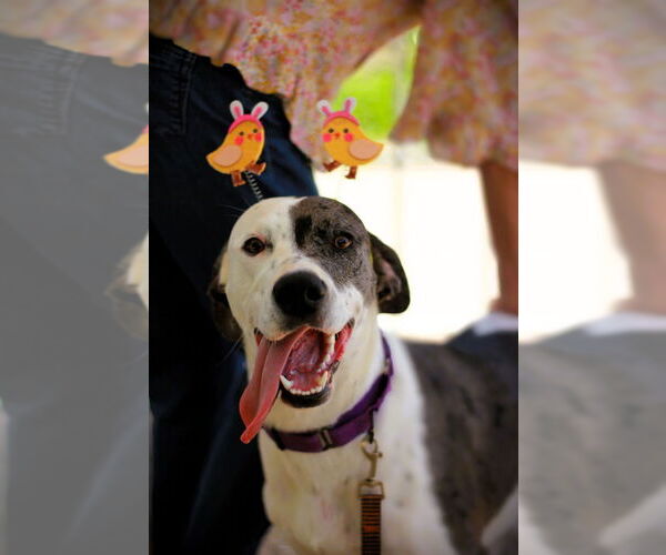 Medium Photo #6 Dalmatian-Great Dane Mix Puppy For Sale in Bullard, TX, USA
