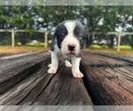 Puppy Plankton Border Collie