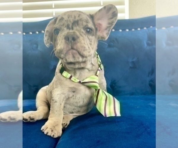 Medium Photo #2 French Bulldog Puppy For Sale in JERSEY CITY, NJ, USA