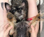 Small #1 Cairn Terrier
