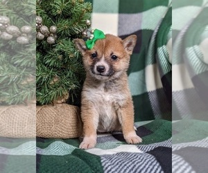 Shiba Inu Puppy for sale in OXFORD, PA, USA