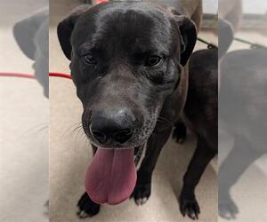 Great Dane-Unknown Mix Dogs for adoption in Bakersfield, CA, USA