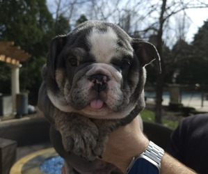 English Bulldog Puppy for sale in SAINT CHARLES, IL, USA