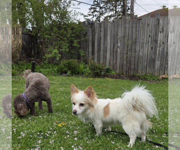 Medium Photo #3 Chiranian Puppy For Sale in Rochester, NY, USA