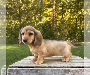 Dachshund Puppy for sale in MIDDLEBURY, IN, USA