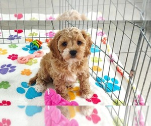 Cavapoo (Miniature)-Poodle (Toy) Mix Puppy for sale in ORO VALLEY, AZ, USA