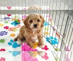 Small Cavapoo (Miniature)-Poodle (Toy) Mix