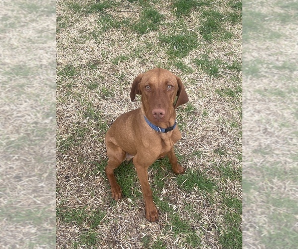 Medium Photo #1 Vizsla Puppy For Sale in ABILENE, TX, USA