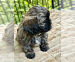 Small #4 Shih Tzu Mix