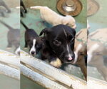 Small #1 American Staffordshire Terrier Mix