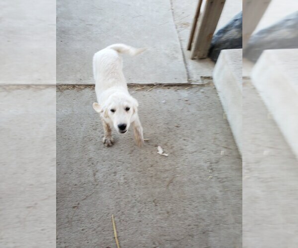 Medium Photo #3 Golden Retriever Puppy For Sale in YUCAIPA, CA, USA