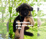 Small Photo #41 German Shepherd Dog Puppy For Sale in CHRISNEY, IN, USA