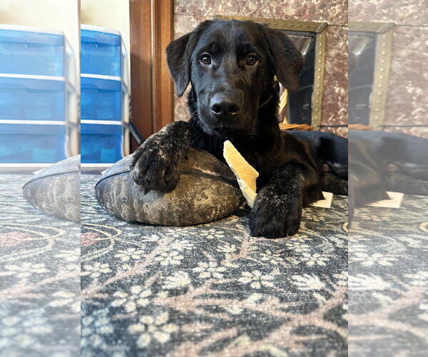 Medium Photo #2 Mutt Puppy For Sale in Germantown, OH, USA