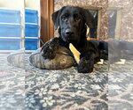 Small #1 Mutt