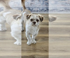Father of the Cava-Tzu puppies born on 05/11/2025