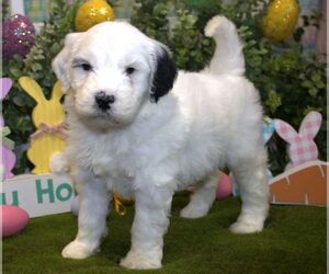 Poodle (Miniature)-Sheepadoodle Mix Puppy for sale in HUTCHINSON, KS, USA