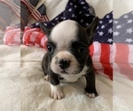 Small #7 French Bulldog