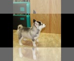 Small Photo #9 Siberian Husky Puppy For Sale in LAKEWOOD, WA, USA