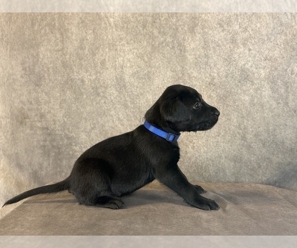 Medium Photo #9 Labrador Retriever Puppy For Sale in WHITNEY, TX, USA