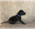 Small #8 Labrador Retriever