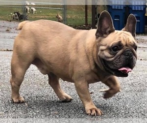 Father of the French Bulldog puppies born on 08/24/2019