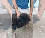 Small #2 Chow Chow Mix