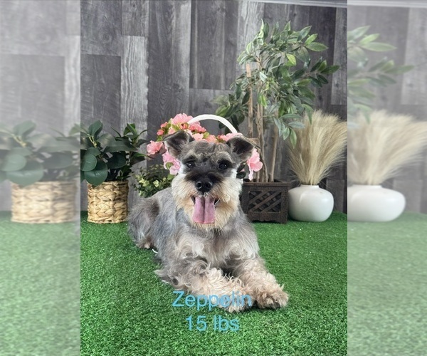 Medium Photo #1 Schnauzer (Miniature) Puppy For Sale in CANOGA, NY, USA