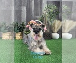 Small Photo #1 Schnauzer (Miniature) Puppy For Sale in CANOGA, NY, USA
