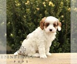 Small #2 Cavapoo