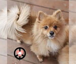 Small #2 Pomeranian