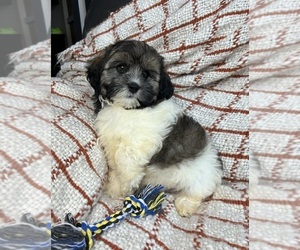 ShihPoo Puppy for sale in FRANKLIN, IN, USA