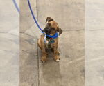 Small Boxer Mix