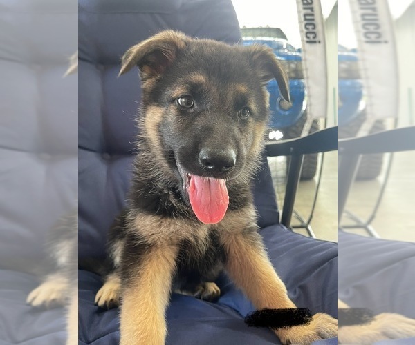 Medium Photo #1 German Shepherd Dog Puppy For Sale in TOLEDO, IL, USA