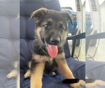 Small Photo #1 German Shepherd Dog Puppy For Sale in TOLEDO, IL, USA
