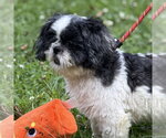 Small #7 Maltese